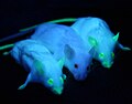 Image 4Genetically engineered mice expressing green fluorescent protein, which glows green under blue light. The central mouse is wild-type. (from Engineering)