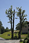 2 summer linden trees with a cross in Plankenwarth