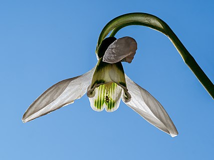 Aphid on a snowdrop flower. Focus stack of 18 frames.