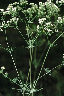 Blue-green bedstraw (Galium glaucum)