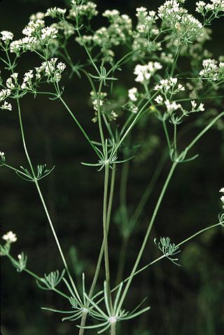 <i>Galium glaucum</i> Species of plant