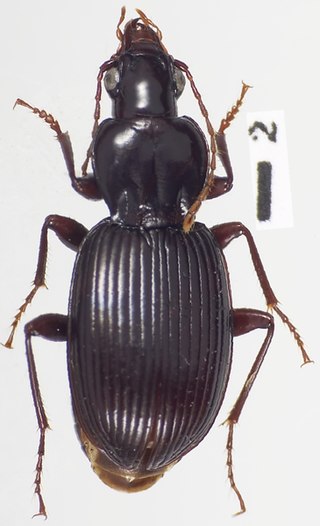 <span class="mw-page-title-main">Pterostichini</span> Tribe of beetles