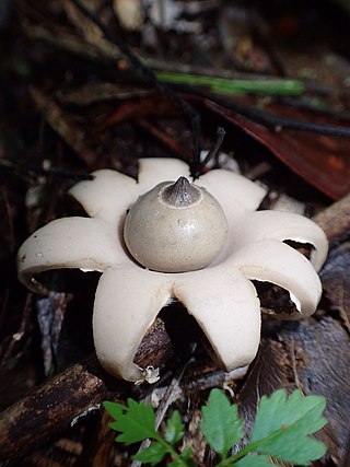 <i>Geastrum lageniforme</i> Species of fungus