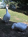 Gans mit Drohgebärde