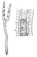 Genlisea aurea, overlangse doorsnede van de wortel
