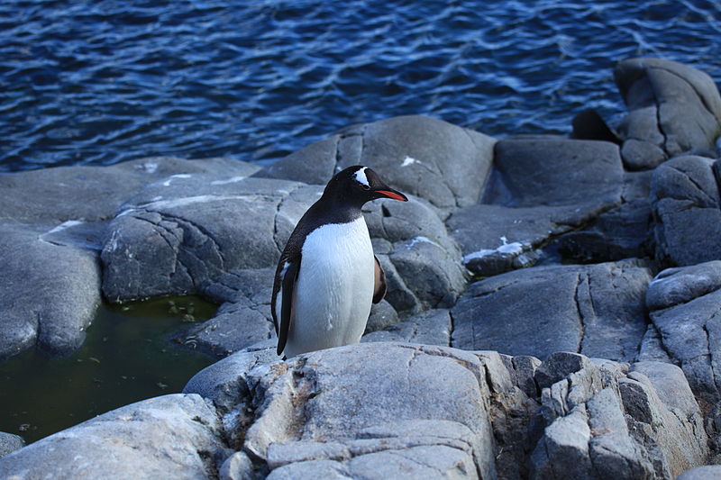 File:Gentoo Penguin at Jougla Point, Antarctica (6063636370) (2).jpg