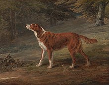 The Irish Setter, in the beginning, was not identical to the breed today. The solid red colouring came about by selective breeding practices. Ranger, a Red Setter, the property of Elizabeth Gray in 1797 George Garrard - Ranger, a setter, the property of Elizabeth Gray - Google Art Project.jpg