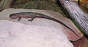 Kuvan kuvaus Gerrhosaurus_validus _-_ Reptilium_Landau.jpg.