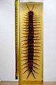 Giant Centipede (Scolopendra gigantea) over 40 cm long - Preserved Specimen.jpg