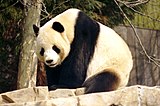 Giant Panda 2004-03-2.jpg