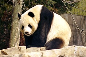 Panda-gigante no Ocean Park Hong Kong.