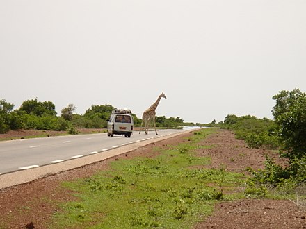 Watch that giraffe!