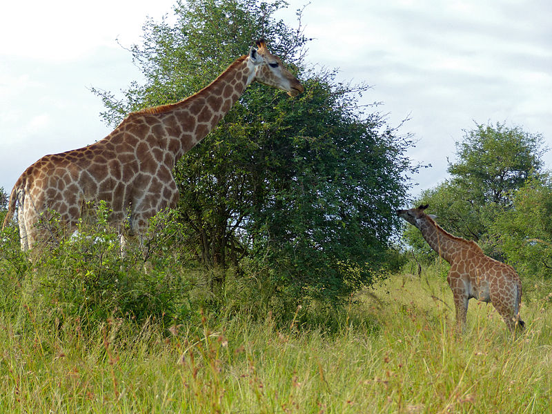 File:Giraffes (Giraffa camelopardalis) female and calf (14027422871).jpg