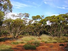 Typical chestnut-crowned babbler habitat, Gluepot Reserve, South Australia Gluepot Reserve, South Australia.JPG