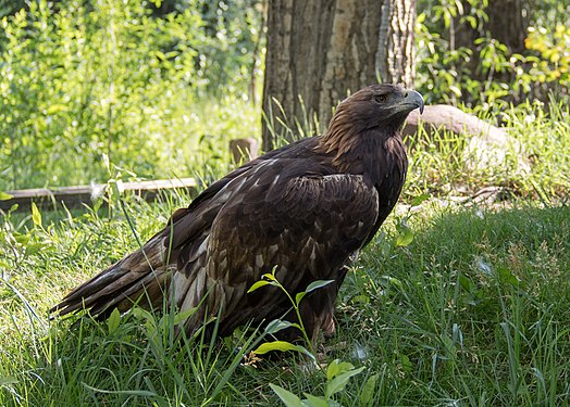 Golden eagle (rescue), Aspen
