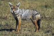 Golden Jackal sa02.jpg