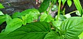 Grasshopper on the leaf.jpg