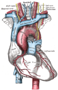 Aorta qövsü və onun budaqları.