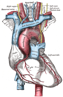 Aortic body one of several small clusters of peripheral chemoreceptors known as glomus cells, baroreceptors, and supporting cells located along the aortic arch