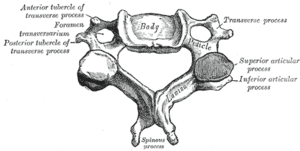 Cervikalkota. Illustration: Gray's Anatomy, 1918. (PD)