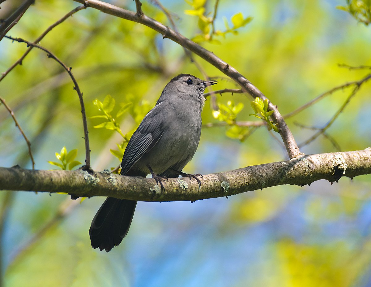 mockingbird vs catbird