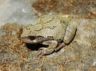 Gray tree frog species of amphibian