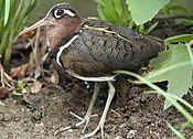 Greater Painted-snipe, Rostratula benghalensis - female (12366705485).jpg