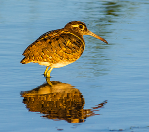 Greater Painted snipe- Egypt.png