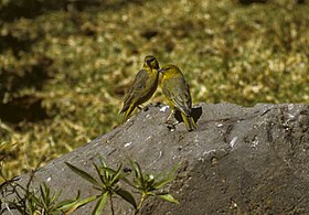 Greenish Yellow-Finch - Peru 86 varie 0044 (23392280695).jpg