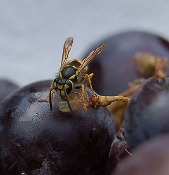 The sweet "grapey" aroma of ripe Muscat bleu grapes are an attractant to wasps. Guepe mange raisin.jpg