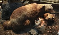 Uk: Theria Ik: Eutheria Boreoeutheria Öo: Laurasiatheria Fereuungulata Pegasoferae O: Carnivora Uo: Caniformia F: Mustelidae Uf: Mustelinae S: Gulo A: Gulo gulo Järv på Göteborgs Naturhistoriska Museum.