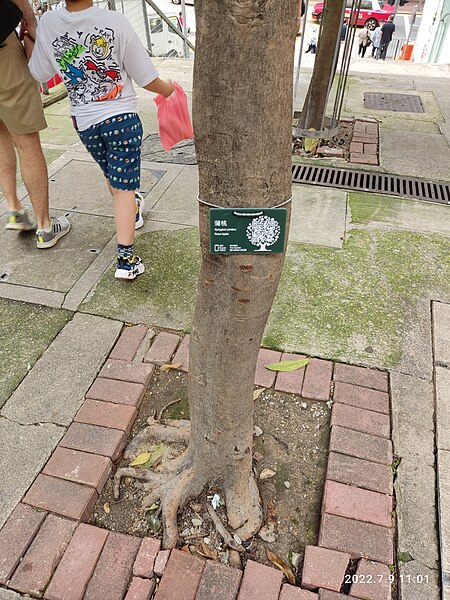 File:HK 上環 Sheung Wan 樓梯街 Ladder Street tree Syzygium jambos July 2022 Px3 01.jpg