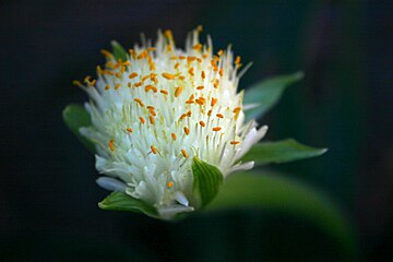 flowerhead