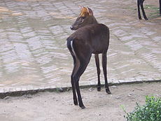 Hairy-fronted muntjac.JPG