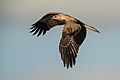 Whistling Kite, Pitt Town Lagoon, New South Wales, Australia