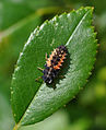 Asian Lady Beetle, larva (Harmonia axyridis) Asiatischer Marienkäfer, Larve