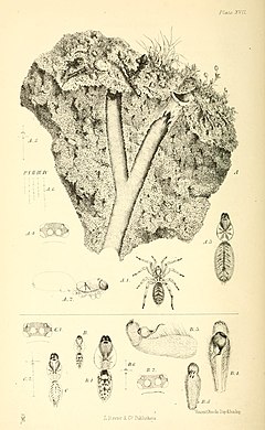 Description de l'image Harvesting ants and trap-door spiders supp. Plate 17.jpg.