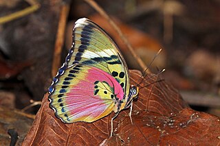 <i>Euphaedra hebes</i> Species of butterfly