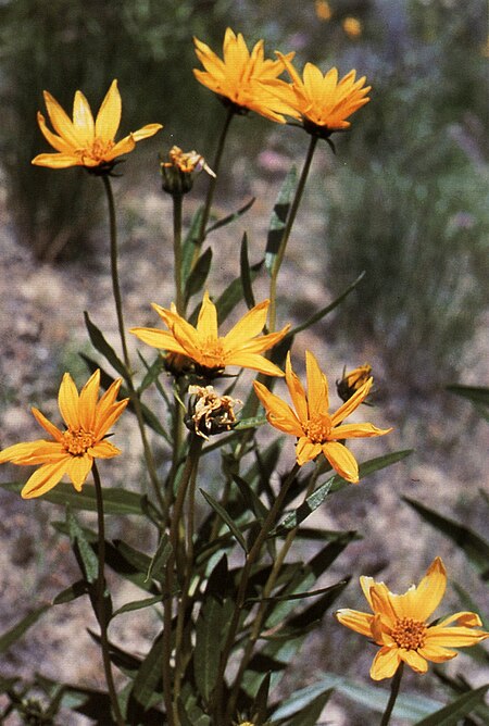 Helianthus nuttallii.jpg