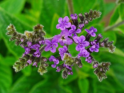 Heliotropium arborescens Inflorescence