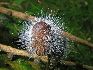 Spinellus fusiger on a helmling