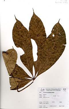 Heritiera utilis (Sprague) Sprague (GH0263).jpg