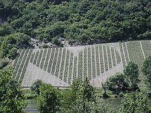 Heart-shaped vineyard (opposite Neumagen-Dhron)