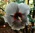 grey-flowered cultivar