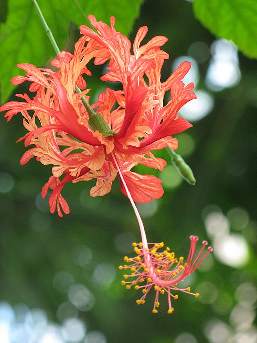 Hibiscus schizopetalus (Botanischer Garten TU Darmstadt)