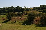 Thumbnail for File:Hillside West of Liberty Hall - geograph.org.uk - 5880207.jpg