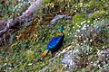 Himalayan Monal-by Srikanth.jpg