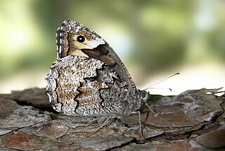 <i>Hipparchia syriaca</i> Species of butterfly