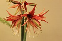 Hippeastrum cybister 2010-03-26.JPG