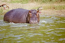 Hippopotamus amphibius 2.jpg